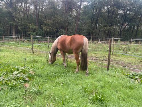 GESTOLEN !, Dieren en Toebehoren, Paarden, Hengst, Niet van toepassing, Minder dan 160 cm, 3 tot 6 jaar, Recreatiepaard, Met stamboom