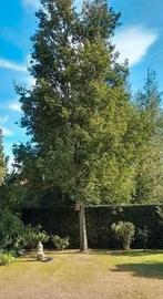 gratis brandhout, Tuin en Terras, Brandhout, Ophalen