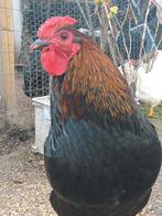 Belle queue douce et apprivoisée, Mâle, Poule ou poulet