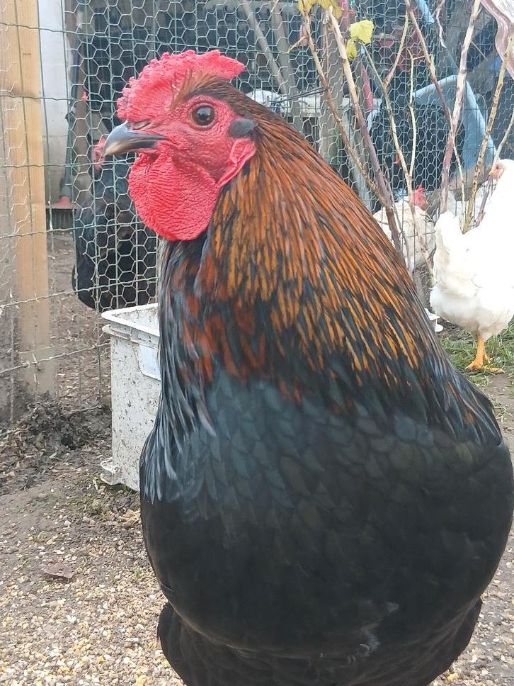 Belle queue douce et apprivoisée, Animaux & Accessoires, Volatiles, Poule ou poulet, Mâle