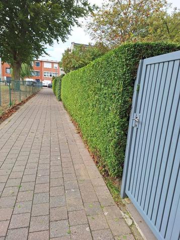 TUINONDERHOUD NODIG? IK HELP JE GRAAG beschikbaar voor biedingen