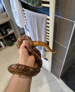 Reptile serpent des blés, Enlèvement