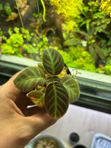 Gloxinella lindeniana beschikbaar voor biedingen