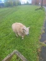 Avendre 2 femelles plein faire une offre, Tuin en Terras, Gras en Kunstgras, Ophalen of Verzenden, Zo goed als nieuw