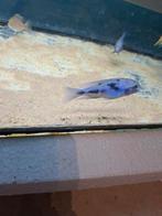 Cichlides malawi cyctocara moori