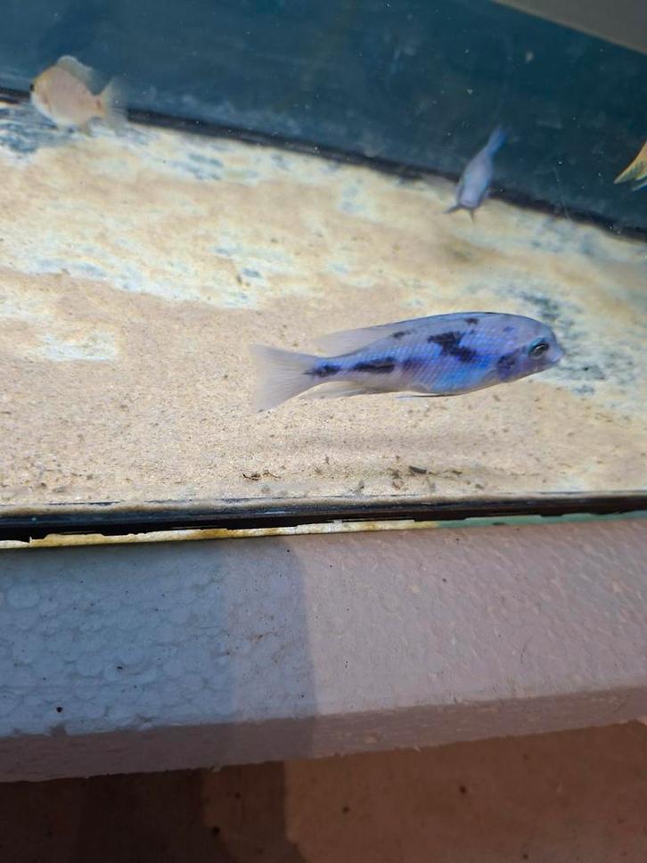 Cichlides malawi cyctocara moori, Animaux & Accessoires, Poissons | Poissons d'aquarium