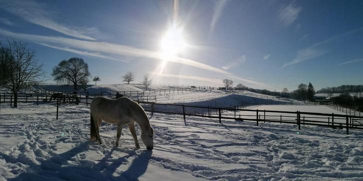 Box paarden DSL IX, Dieren en Toebehoren, Stalling en Weidegang, Stalling, Weidegang, 1 paard of pony