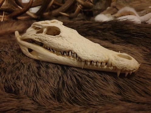 Schedel nijlkrokodil 26cm. Inclusief papieren! mancave, Verzamelen, Dierenverzamelingen, Zo goed als nieuw, Schedel, Wild dier
