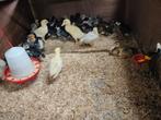Loopeend kuikens en volwassenen, Dieren en Toebehoren, Pluimvee