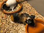 4 Jonge cavia's te reserveren, Dieren en Toebehoren, Knaagdieren, Oktober, Meerdere dieren, Cavia