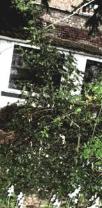 Echange grand houx, Ophalen, Hulst, Struik, 100 tot 250 cm