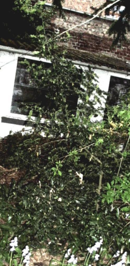 Echange grand houx, Tuin en Terras, Planten | Struiken en Hagen, Struik, Hulst, 100 tot 250 cm, Ophalen