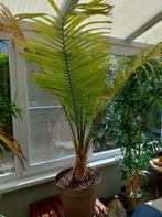 Volgroeide kamerplant palm, Huis en Inrichting, 100 tot 150 cm, Palm, Halfschaduw, In pot