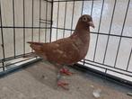 Pigeon voyageur de couleur, Animaux & Accessoires