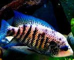 Schitterende Beani cichliden, Vis, Zoetwatervis