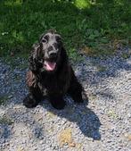 engelse cocker spaniel pups 1-2-25, België, 15 weken tot 1 jaar, CDV (hondenziekte), Meerdere