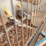 Valkparkieten uit vroege kweek 2025, Dieren en Toebehoren, Vogels | Parkieten en Papegaaien, Meerdere dieren, Parkiet