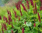 Volwassen Persicaria amplexicaulis - Duizendknoop, Ophalen, Zomer, Vaste plant, Volle zon