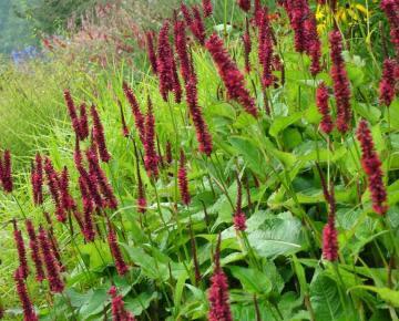 Volwassen Persicaria amplexicaulis - Duizendknoop, Tuin en Terras, Planten | Tuinplanten, Vaste plant, Volle zon, Zomer, Ophalen