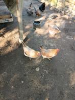 Cream legbars kippen te koop (aan de leg), Animaux & Accessoires, Volatiles, Poule ou poulet, Femelle
