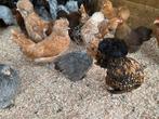 Padua kippen hollandse baardkuifhoen, Dieren en Toebehoren, Pluimvee