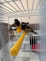 Musvogel, Dieren en Toebehoren, Vogels | Overige Vogels, Meerdere dieren, Tropenvogel, Tam