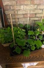 Groenten planten te koop, Tuin en Terras, Planten | Tuinplanten, Ophalen, Groenteplanten