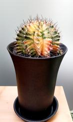 cactus gymno variegata xxl, Maison & Meubles, Cactus, Enlèvement ou Envoi