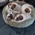 ruwharige Jack Russell pups, België, Fokker | Hobbymatig, Jack Russell Terriër, Meerdere