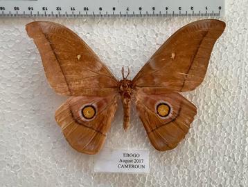Nudaurelia venus, Camerún beschikbaar voor biedingen