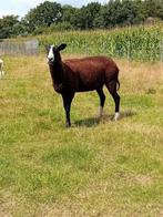 Mooi , zeer zachtaardig schaap, Dieren en Toebehoren, Schapen, Geiten en Varkens, Schaap