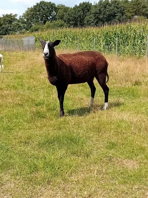Mooi , zeer zachtaardig schaap, Dieren en Toebehoren, Schapen, Geiten en Varkens, Schaap