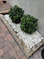 Gratis planten tuin, Tuin en Terras, Planten | Struiken en Hagen, Ophalen