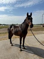 Paard, Dieren en Toebehoren, Merrie, Gechipt, 160 tot 165 cm, 11 jaar of ouder