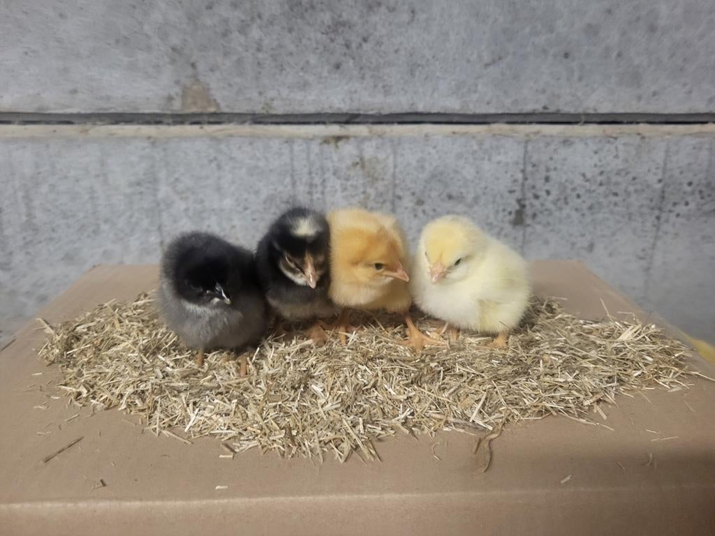 Paaskuikentjes, Dieren en Toebehoren, Pluimvee, Vrouwelijk, Kip