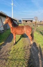 Springpony’s, Dieren en Toebehoren, Springpony