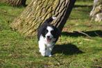 Border Collie pup zwart-wit, Dieren en Toebehoren, Parvo, België, Reu, 8 tot 15 weken