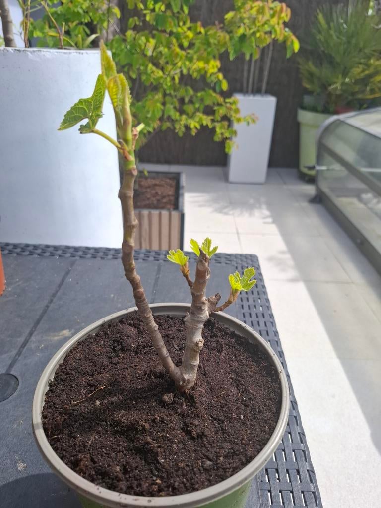 Vijgenboompje voor 5€, Ophalen, In pot, Vijgenboom