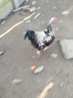 Hanen, Dieren en Toebehoren, Pluimvee, Mannelijk, Kip