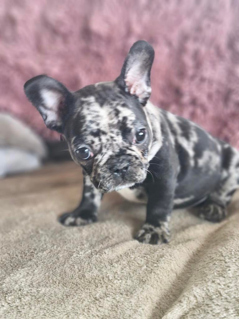 Frans bulldog reutje, Parvo, België, Fokker | Hobbymatig, Reu