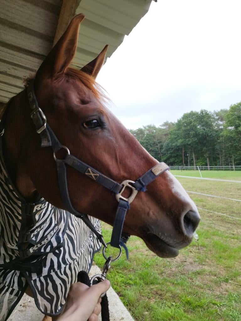 Mooie ZangersHeide merrie, Jument