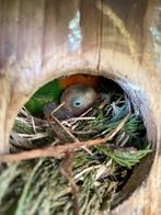 De Agapornis Fischeri of Rozekopje Agapornis, Dieren en Toebehoren