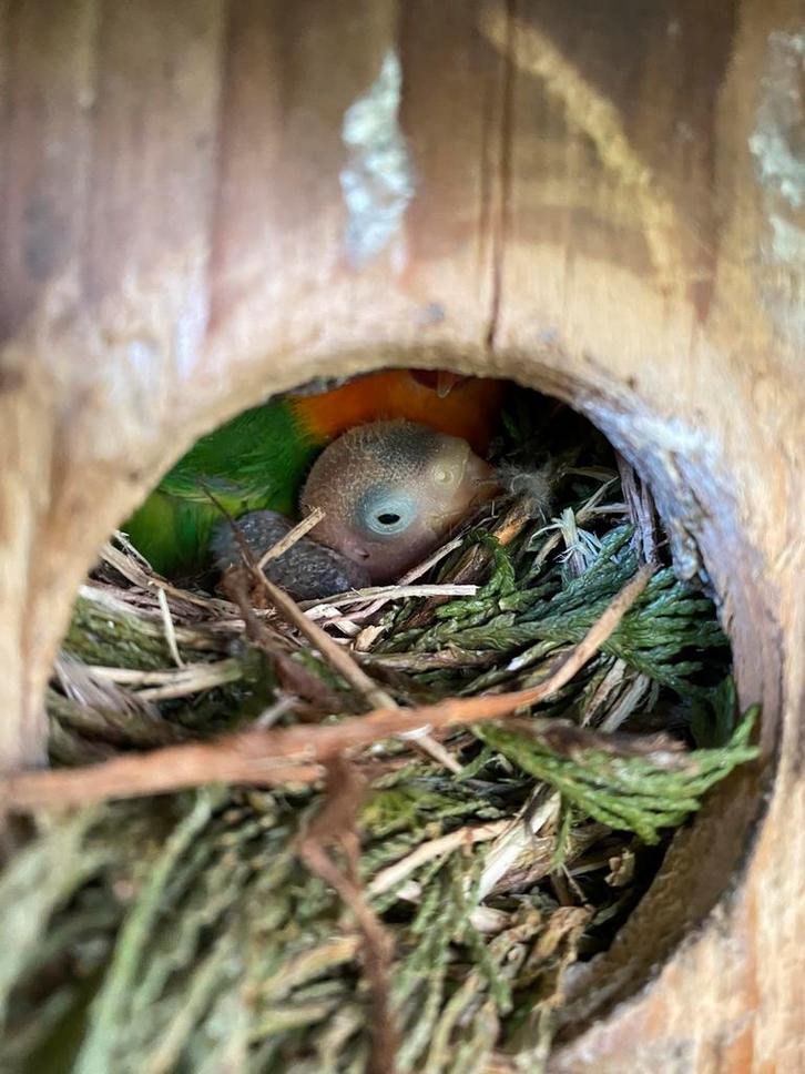 De Agapornis Fischeri of Rozekopje Agapornis, Dieren en Toebehoren, Vogels | Overige Vogels