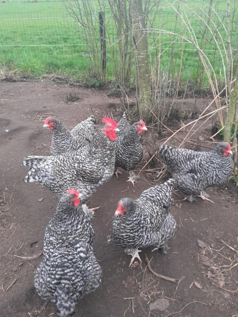 Broedeieren mechelse koekoek kippen, Sexe inconnu, Poule ou poulet