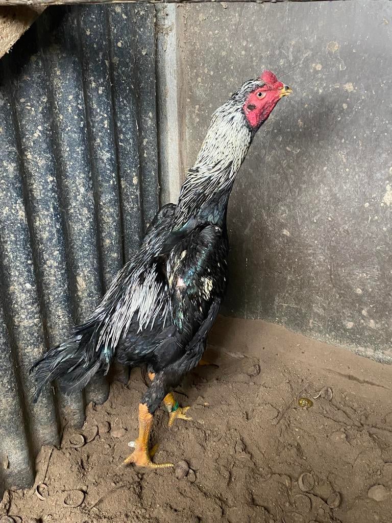 Shamos te koop, Dieren en Toebehoren