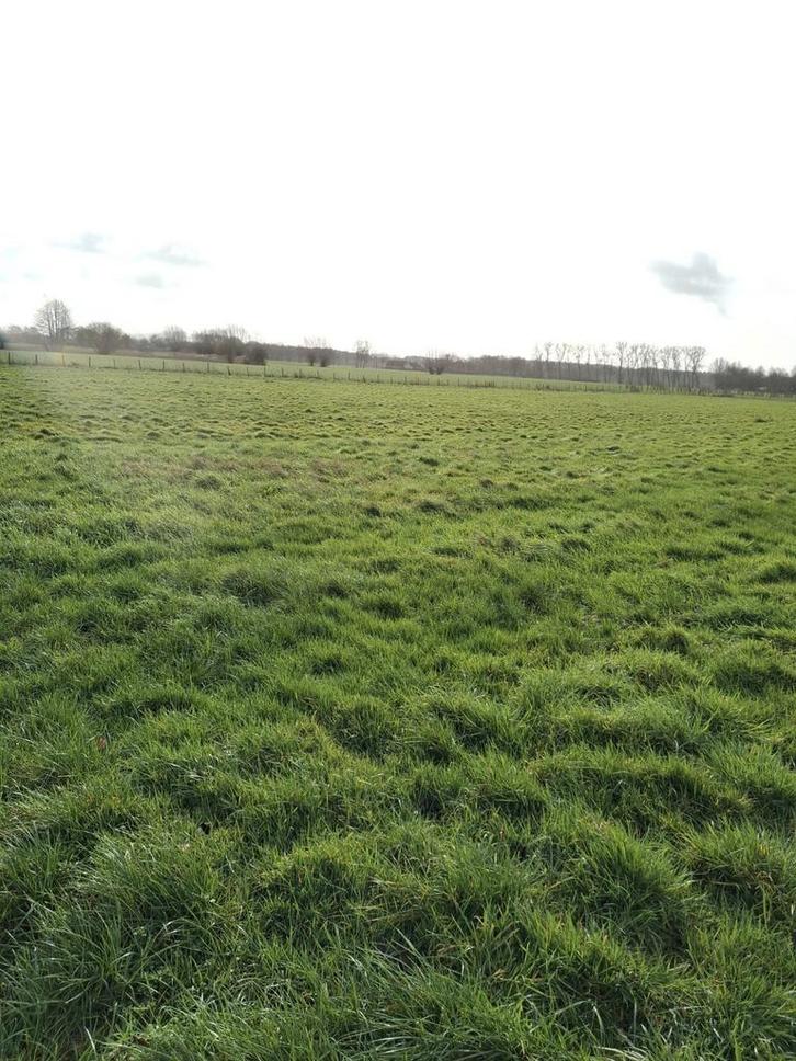 Omheinde weide Sijsele - Damme, Dieren en Toebehoren, Stalling en Weidegang