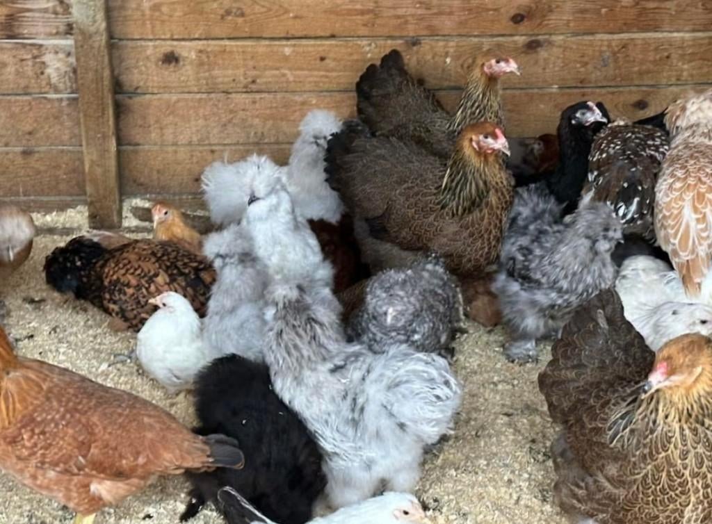 Zijdehoenders kippen te koop (verschillende kleuren), Femelle, Poule ou poulet
