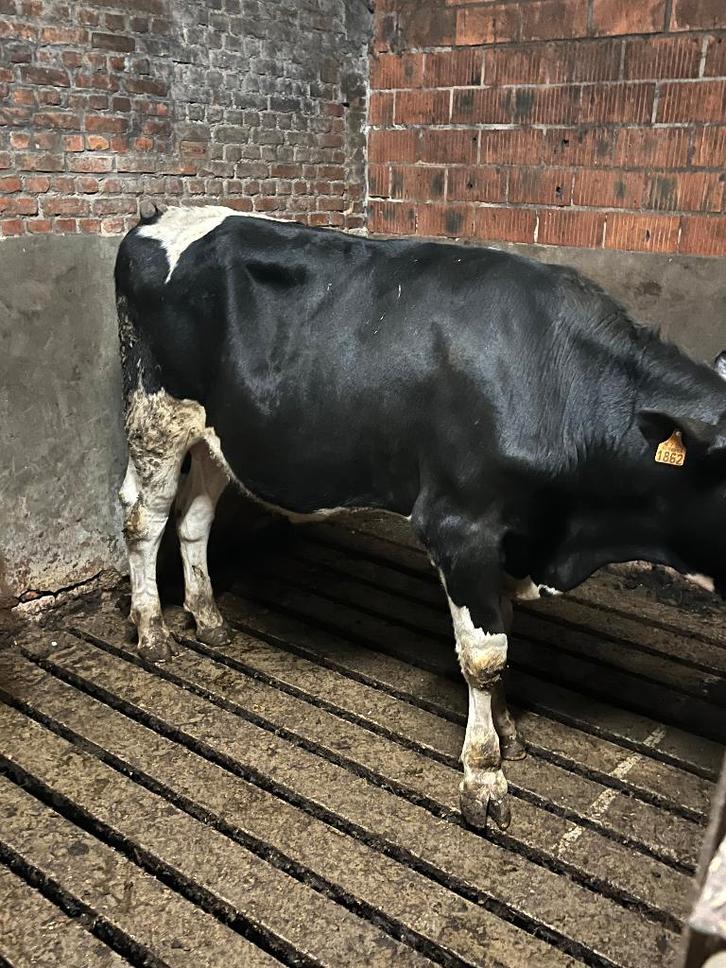 Dekstier Zwartbont Holstein, Dieren en Toebehoren, Runderen, Mannelijk