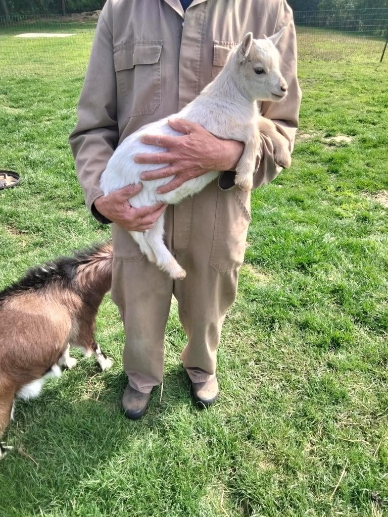 Prachtig gecastreerd dwerggeitje., Dieren en Toebehoren, Maart, Meerdere dieren