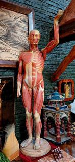 Modèles anatomiques : vache ET corché, Enlèvement, Utilisé